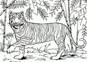 Tigre Para Colorear Pintar E Imprimir