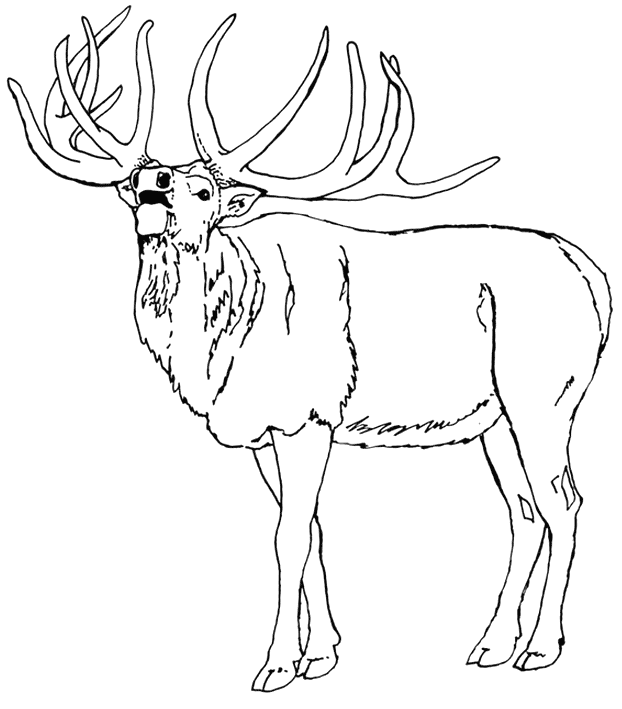wapiti coloring pages - photo #20