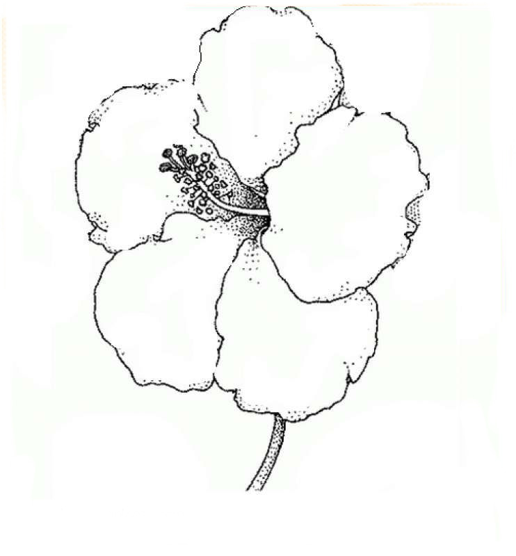 Flor Png 94 Images In Collection Page 2