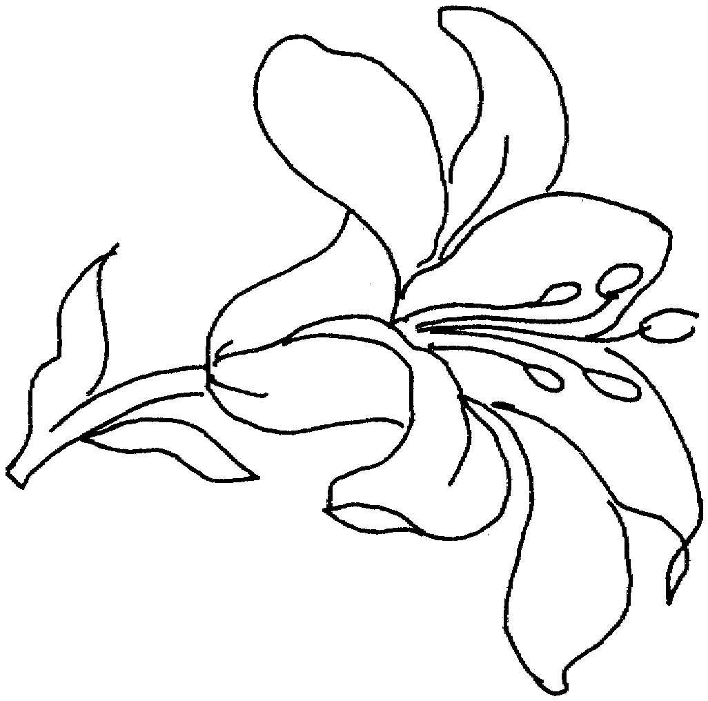 calla flowers coloring pages - photo #34