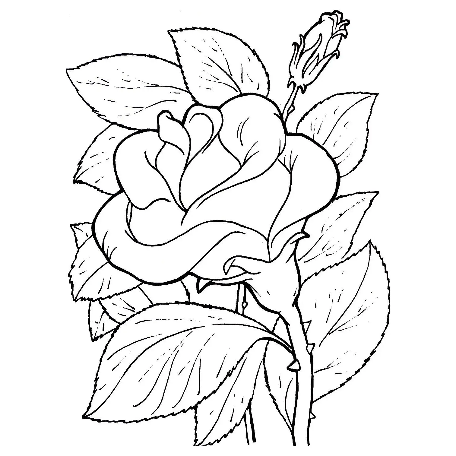 una classe coloring pages of a rose - photo #26
