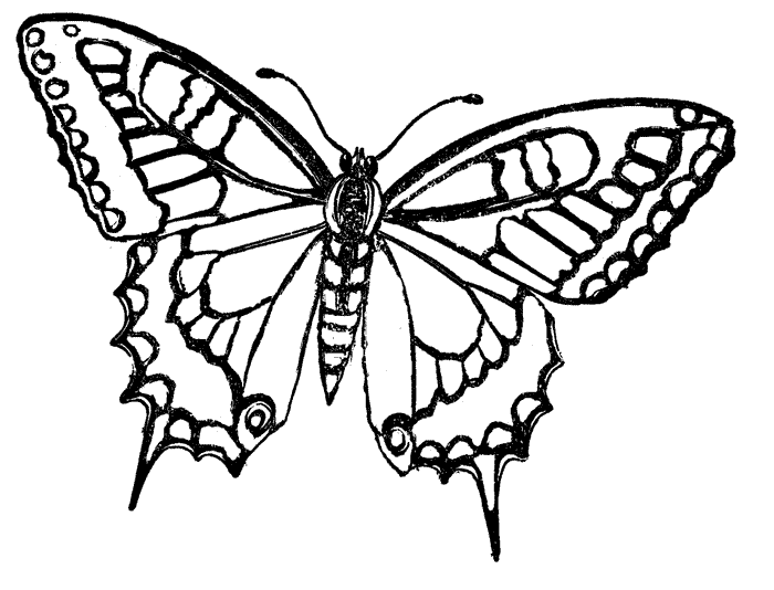 dibujos de mariposas para colorear gratis