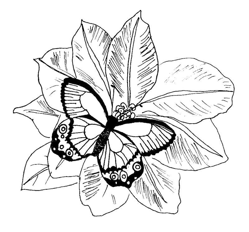 dibujos para colorear e imprimir de mariposas