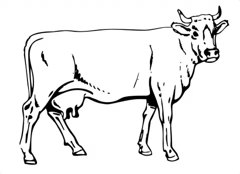 dibujos para colorear vaca