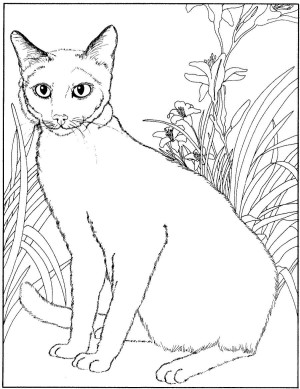 imagen de un gato para colorear