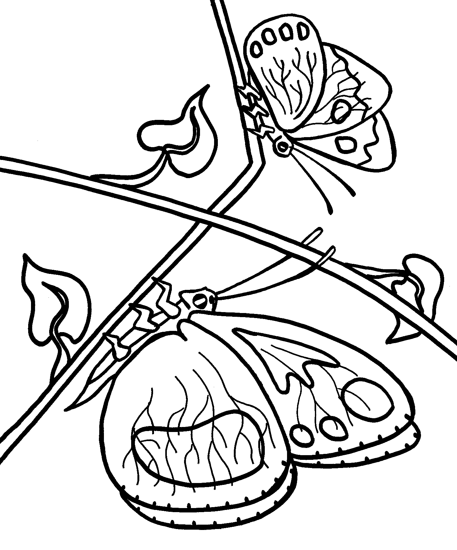 imagenes de mariposas para colorear