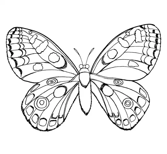 imagenes mariposas para imprimir
