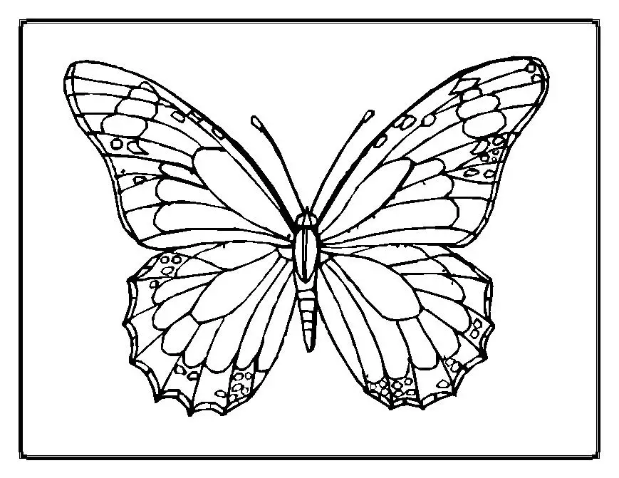 imagens de borboletas para imprimir