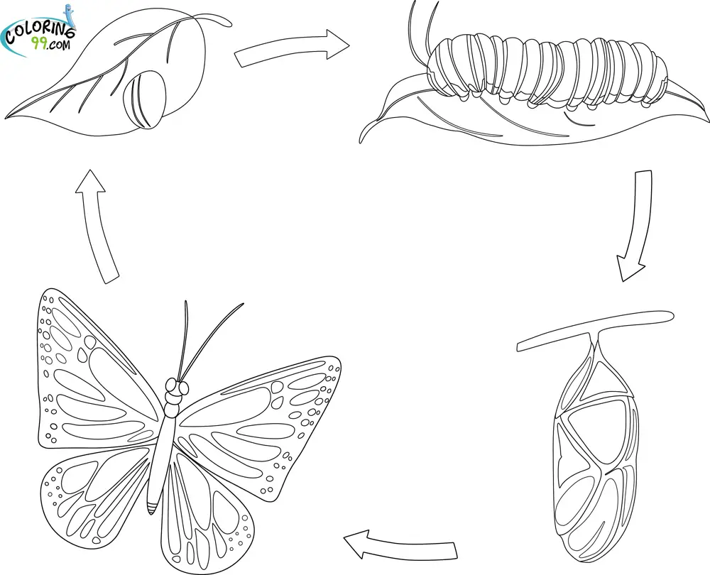 metamorfosis de la mariposa para colorear
