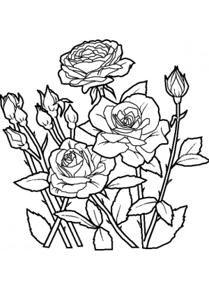 Rosas para pintar, colorear e imprimir
