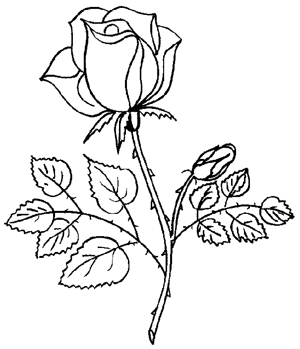 rosas para pintar