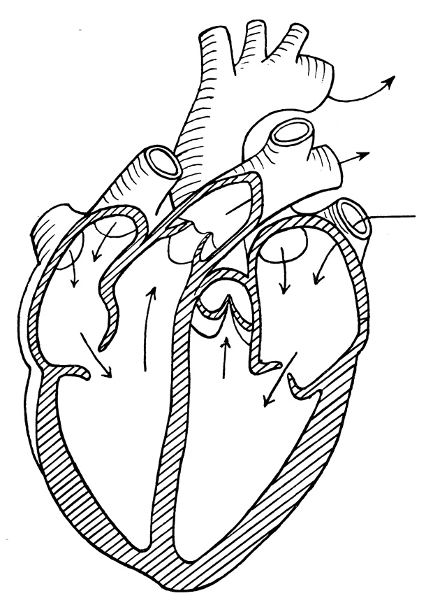 corazon humano para pintar