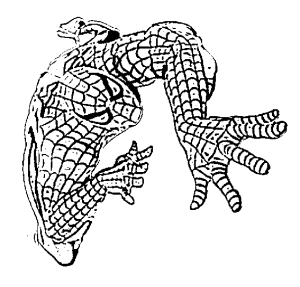 dibujos colorear spiderman