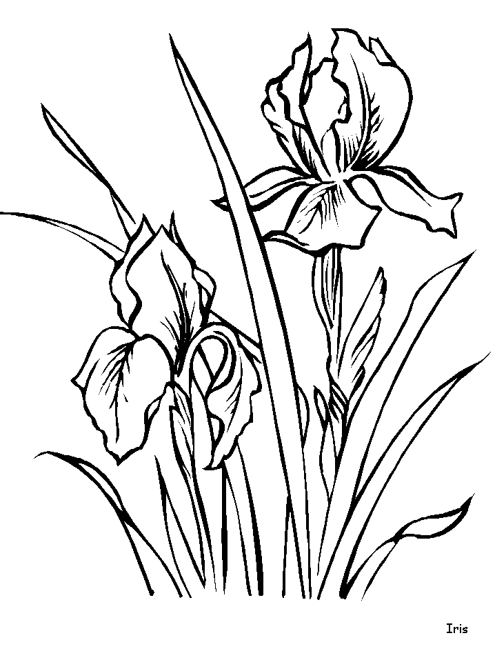 dibujos de flores para pintar