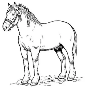 imagenes de caballos para colorear
