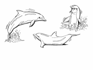 delfin para dibujar