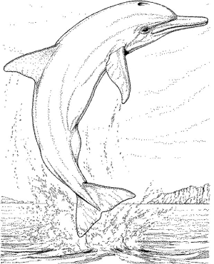 delfines para pintar