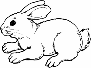 dibujo de un conejo para colorear