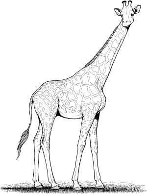 dibujos de jirafas para imprimir