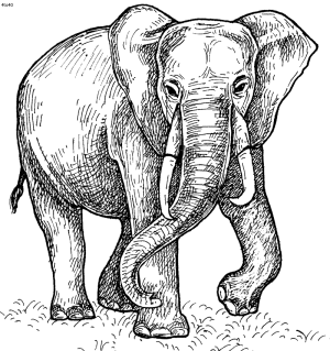 dibujos para colorear elefantes