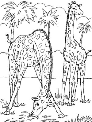 imagen de jirafa para colorear