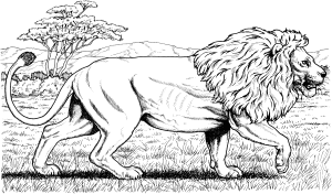 imagenes de leon para colorear