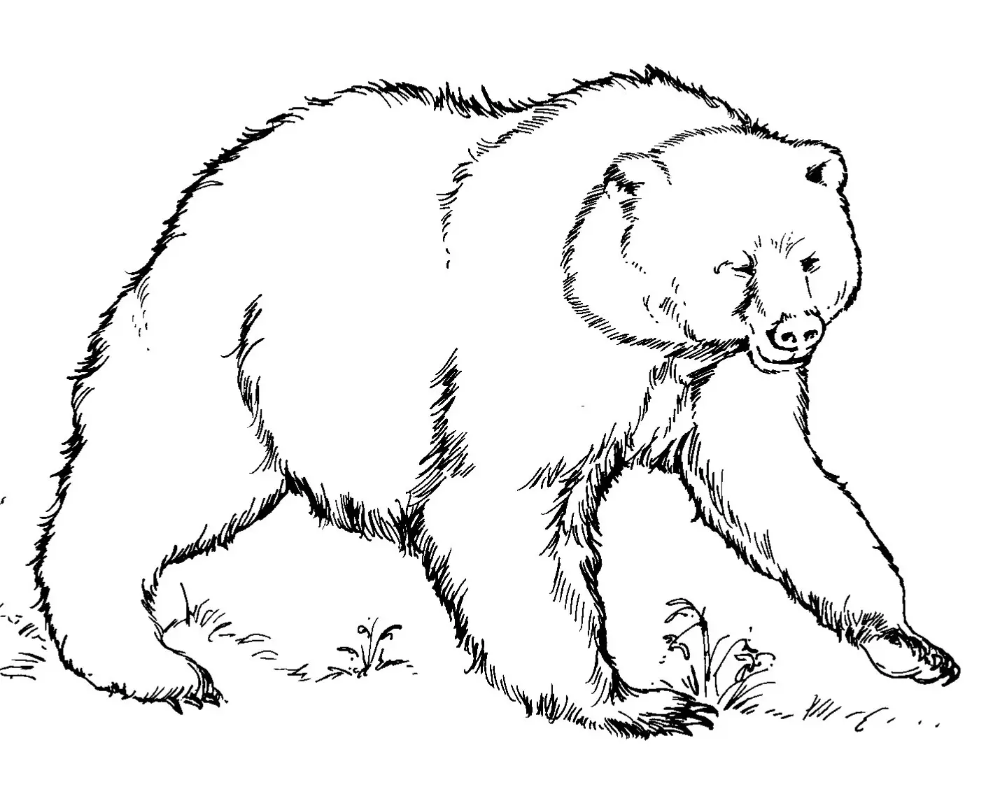 imagenes para colorear de osos
