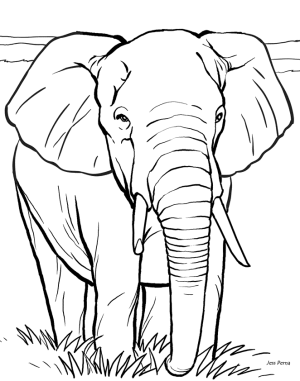 pintar elefantes