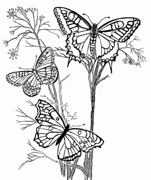 dibujos de mariposas para imprimir