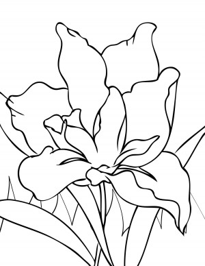 dibujos para pintar flores