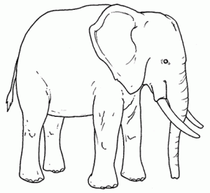 elefante para pintar