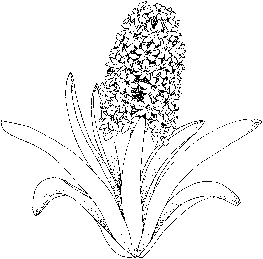flor para dibujar