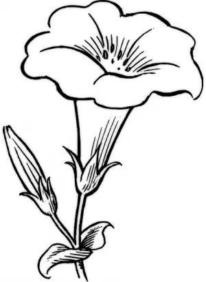 imagenes de flores para dibujar