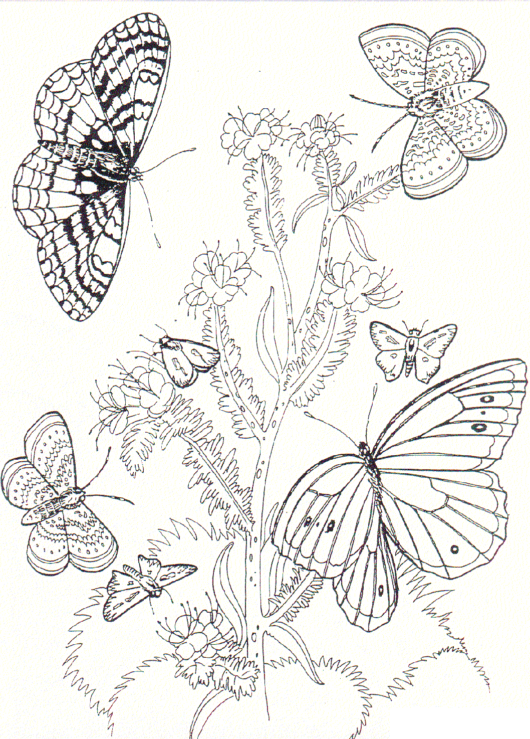 imagenes de mariposas para imprimir gratis