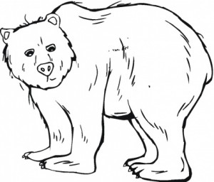 imagenes para colorear de osos
