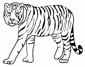 tigre para colorear