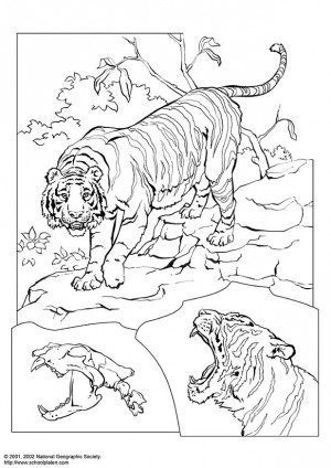 tigre para colorear