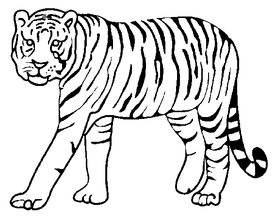 tigre para colorear