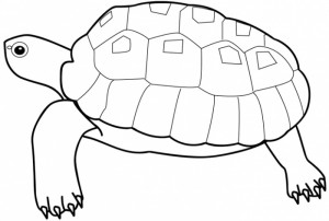 dibujo de tortuga para colorear