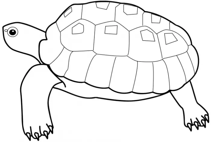 dibujo de tortuga para colorear