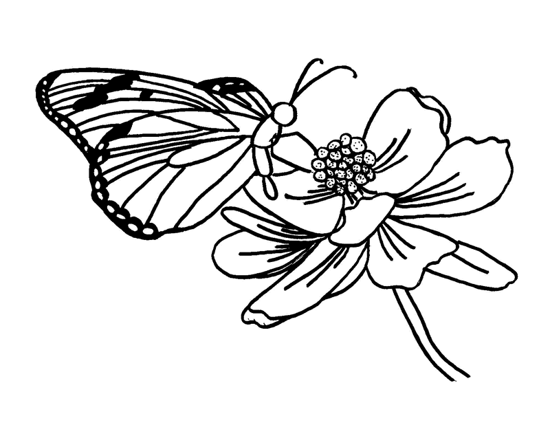 dibujo para pintar mariposa
