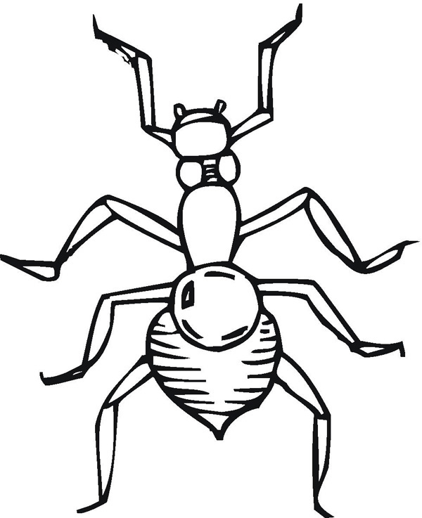 dibujos de hormigas para imprimir