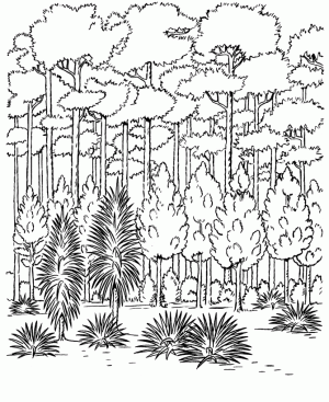 dibujos de la selva para imprimir