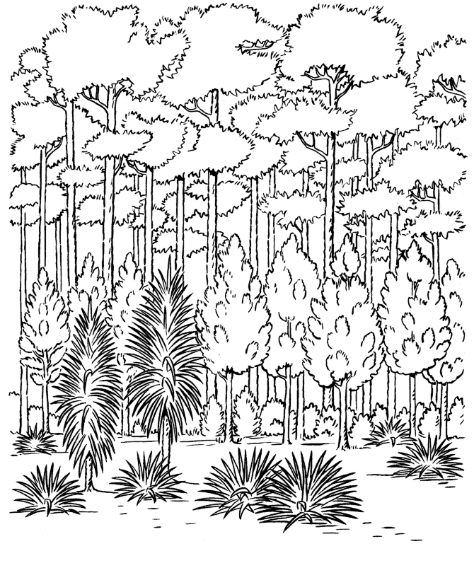 dibujos de la selva para imprimir