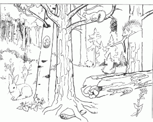dibujos para colorear selva