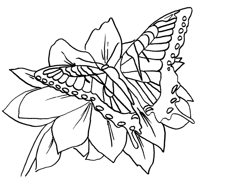 dibujos para pintar de mariposas