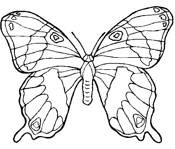 imagen de un mariposa para colorear