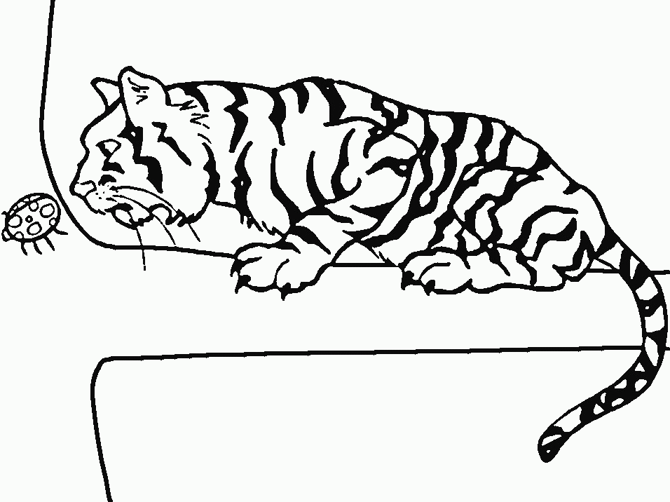 imagenes de tigres para colorear