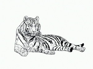 imagenes de tigres para dibujar