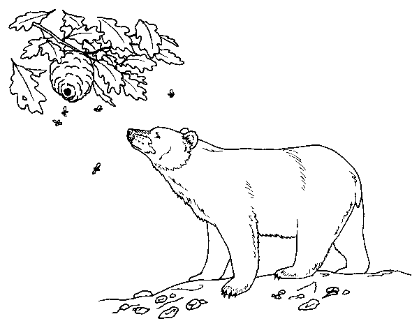 oso colorear
